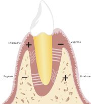 Funktion feste Zahnspange